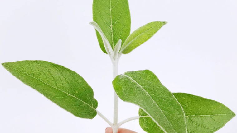 Wirkung von Salbei, Salbei, Beauty Inside Out Salbei, Salbei bei unreiner Haut, Salbei bei Hitzewellen, Salbei als Deo, Salbei für die Gesundheit, Salbei für die Schönheit, Beauty Tipps, beauty Hacks, Naturkosmetik