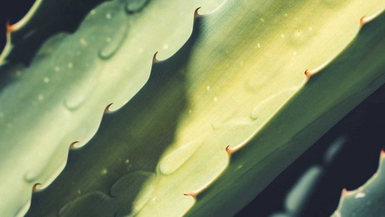 Santaverde, Meine Lieblingsprodukte von Santaverde, Favoriten von Santaverde, Aloe Vera, Naturkosmetik, Hautpflege, Gesichtspflege