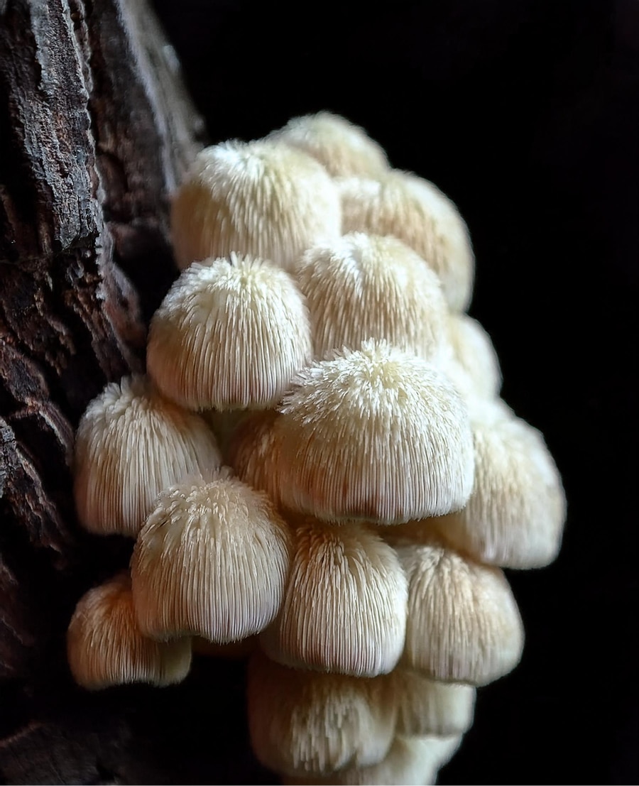 Lions Mane ein Pilz für unsere Gesundheit und unser Wohlbefinden. Wir klären auf, was der Löwenmähne Pilz alles verspricht...